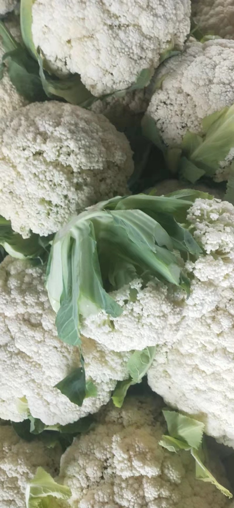 白菜花散花有机花菜进口品种量大从优，实地采摘现货先发