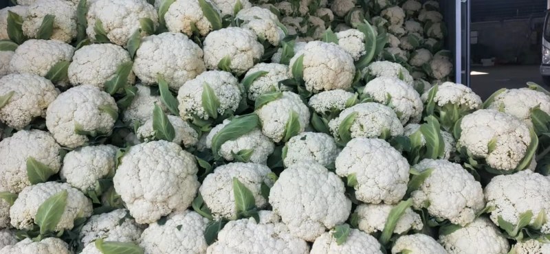 白菜花散花有机花菜进口品种量大从优，实地采摘现货先发