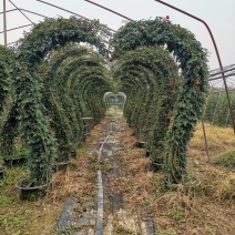 【推荐】造型月季品种多造型美花期长苗圃直供诚信经营