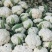 白菜花散花有机花菜进口品种量大从优，实地采摘现货先发