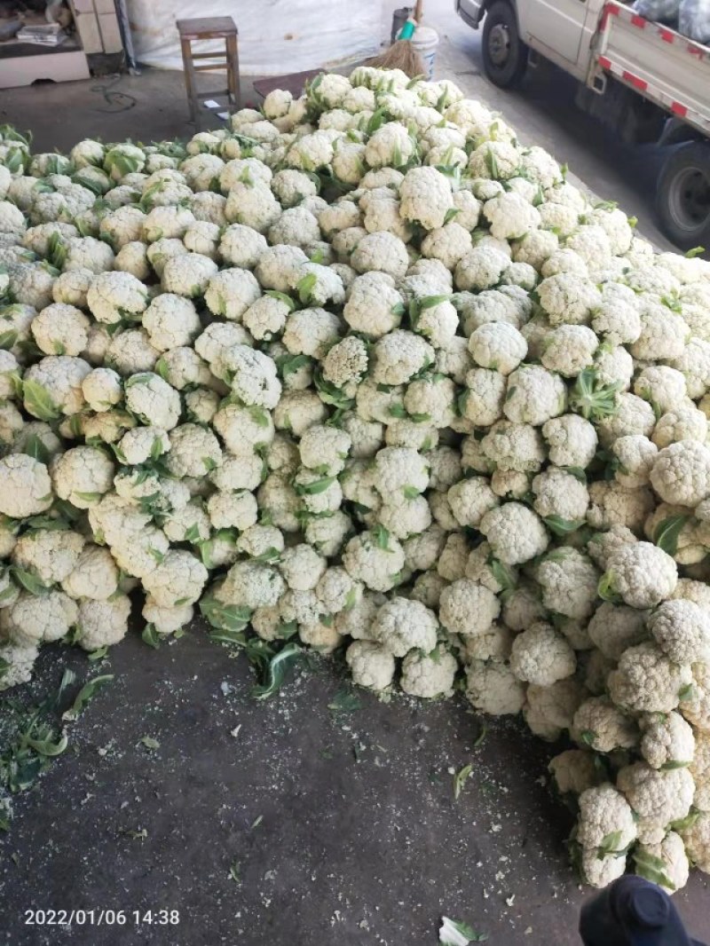 有机花菜进口品种白菜花产地直发价格实惠量大从优甘蓝白花菜