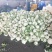 有机花菜进口品种白菜花产地直发价格实惠量大从优甘蓝白花菜