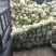 有机花菜进口品种白菜花产地直发价格实惠量大从优甘蓝白花菜