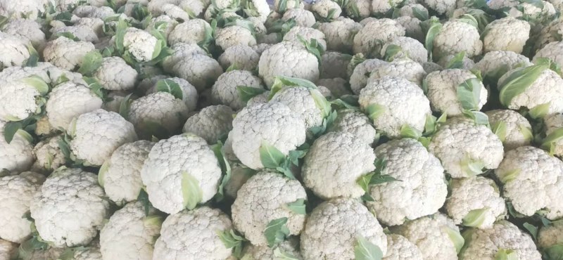 有机花菜进口品种白菜花产地直发价格实惠量大从优甘蓝白花菜