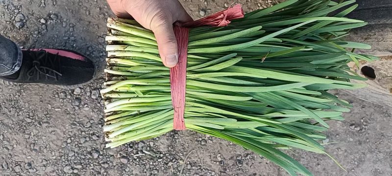 河北大叶韭菜一手货源量大从优诚信买卖欢迎来电洽谈