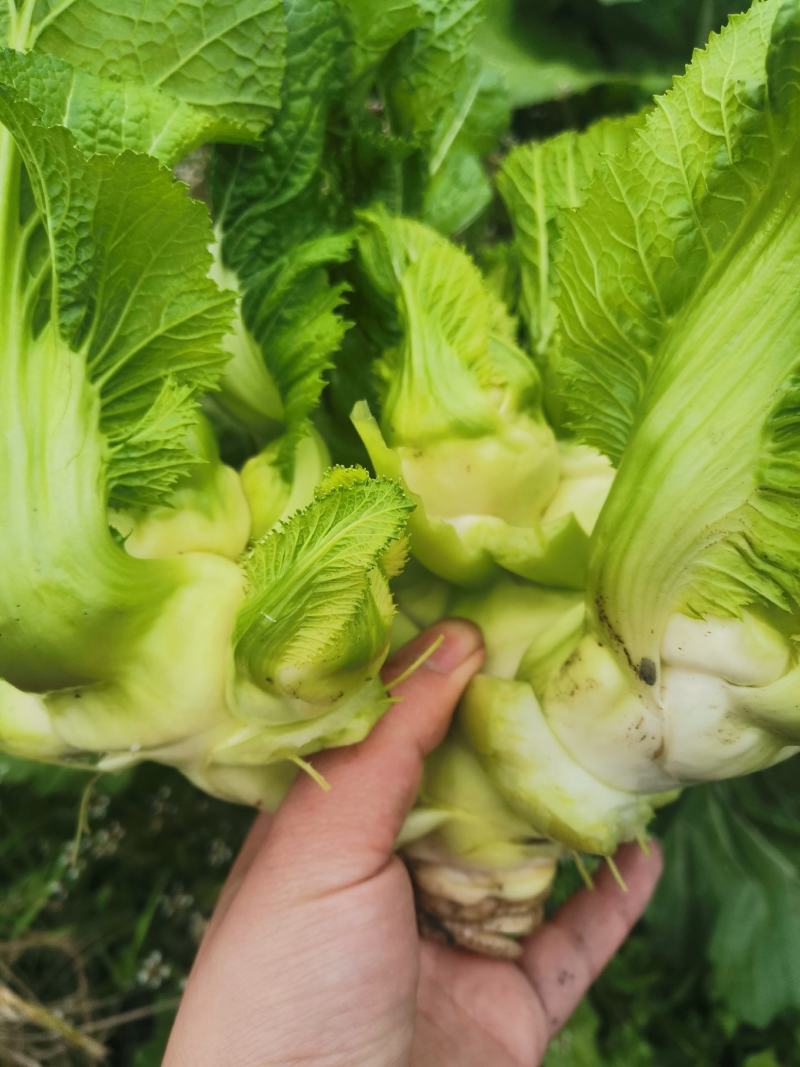 成都晚熟小心儿菜次货处理价格好说