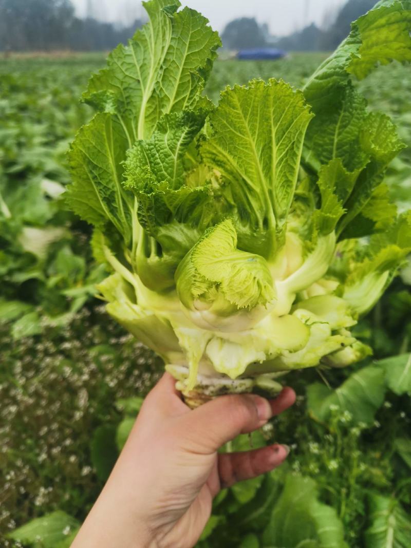 成都晚熟小心儿菜次货处理价格好说