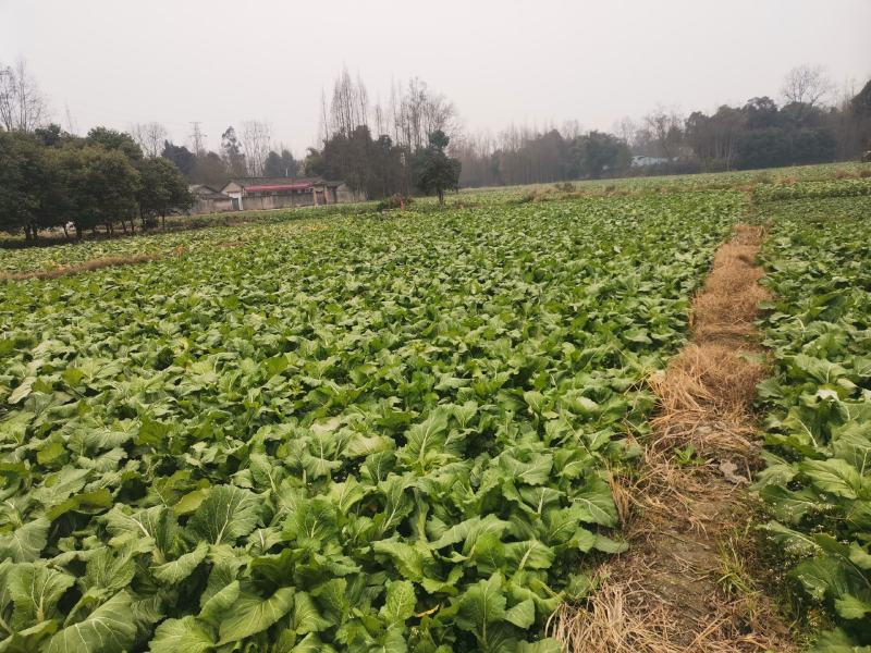 成都晚熟小心儿菜次货处理价格好说