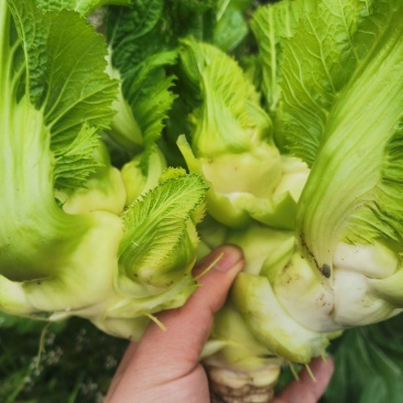 成都晚熟小心儿菜次货处理价格好说