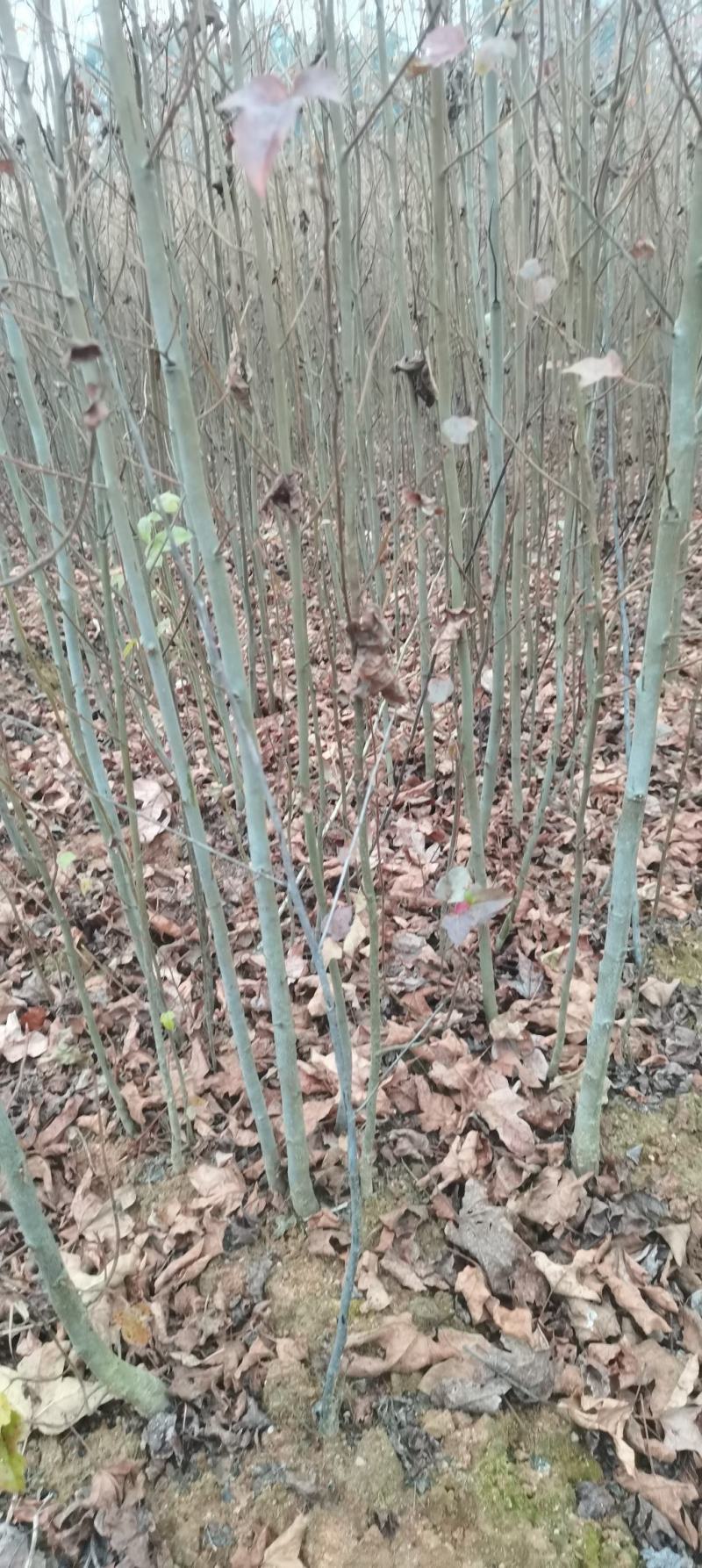 两年枫香苗供应，造林苗大量供应，品质有保障