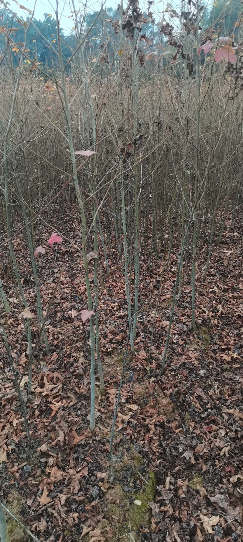 两年枫香苗供应，造林苗大量供应，品质有保障
