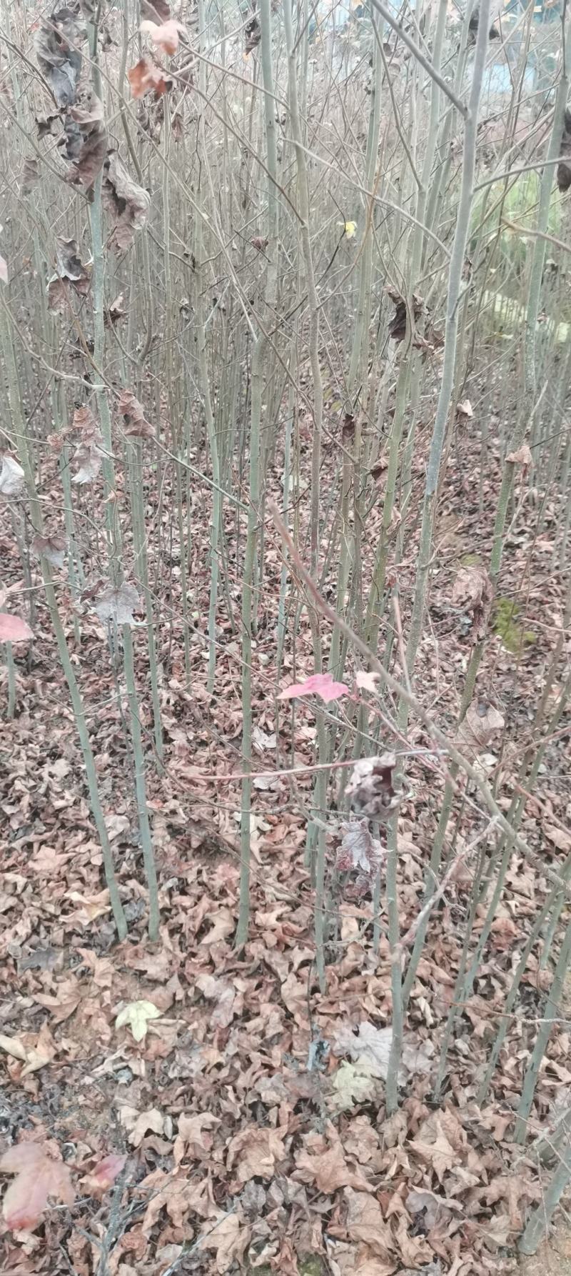 两年枫香苗供应，造林苗大量供应，品质有保障