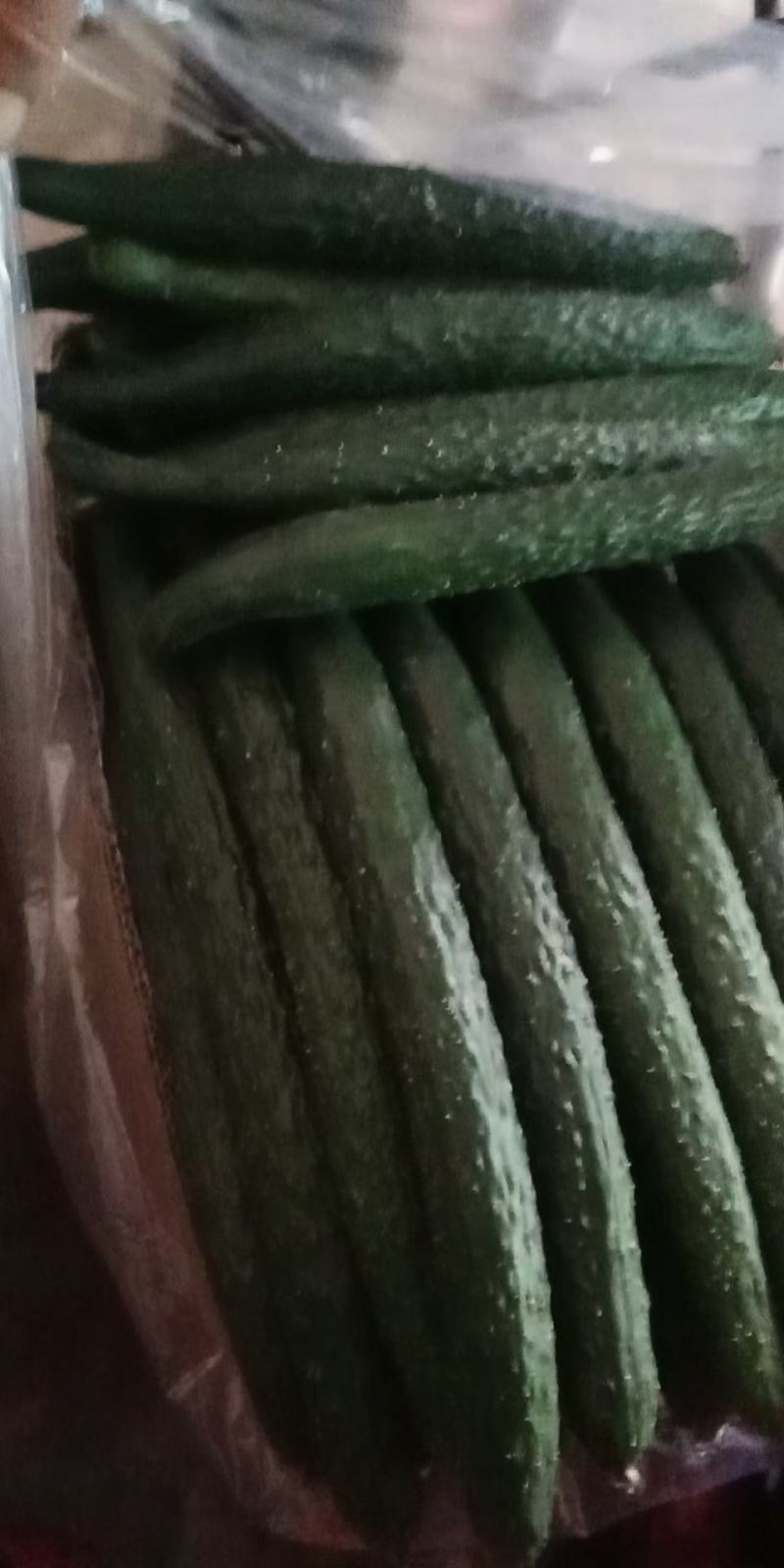 牛大荔县优质密刺黄瓜，口感好，买像正，价格合理。欢迎您的合