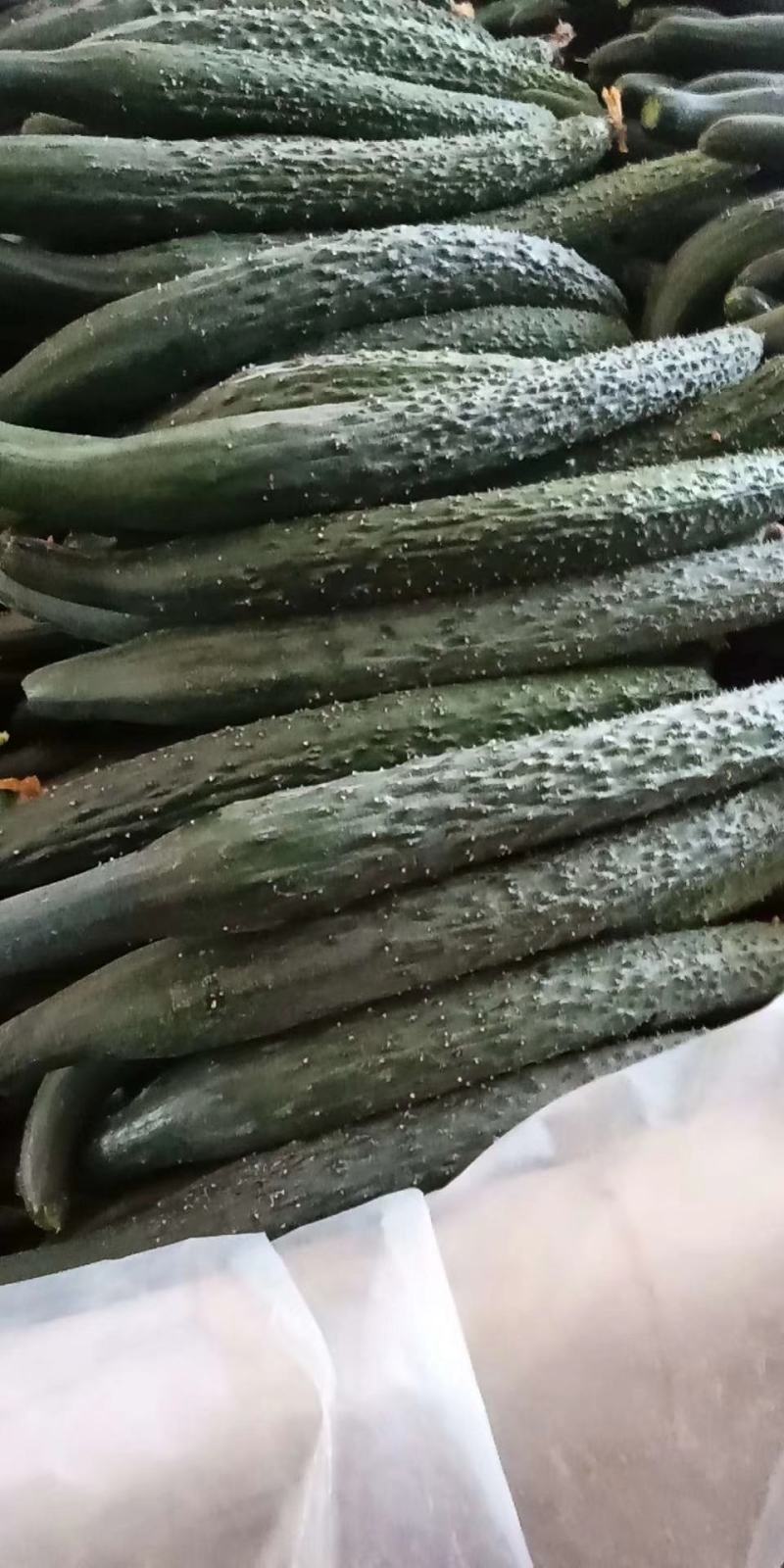 牛大荔县优质密刺黄瓜，口感好，买像正，价格合理。欢迎您的合