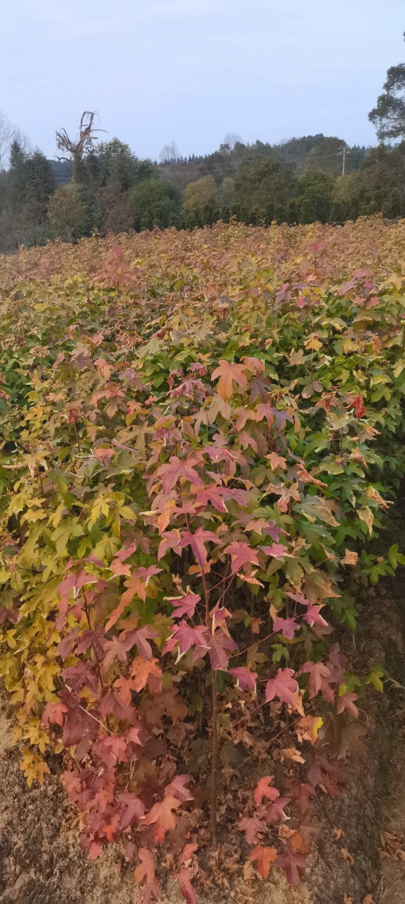 枫香杯苗，一年生枫香杯苗，1公分枫香