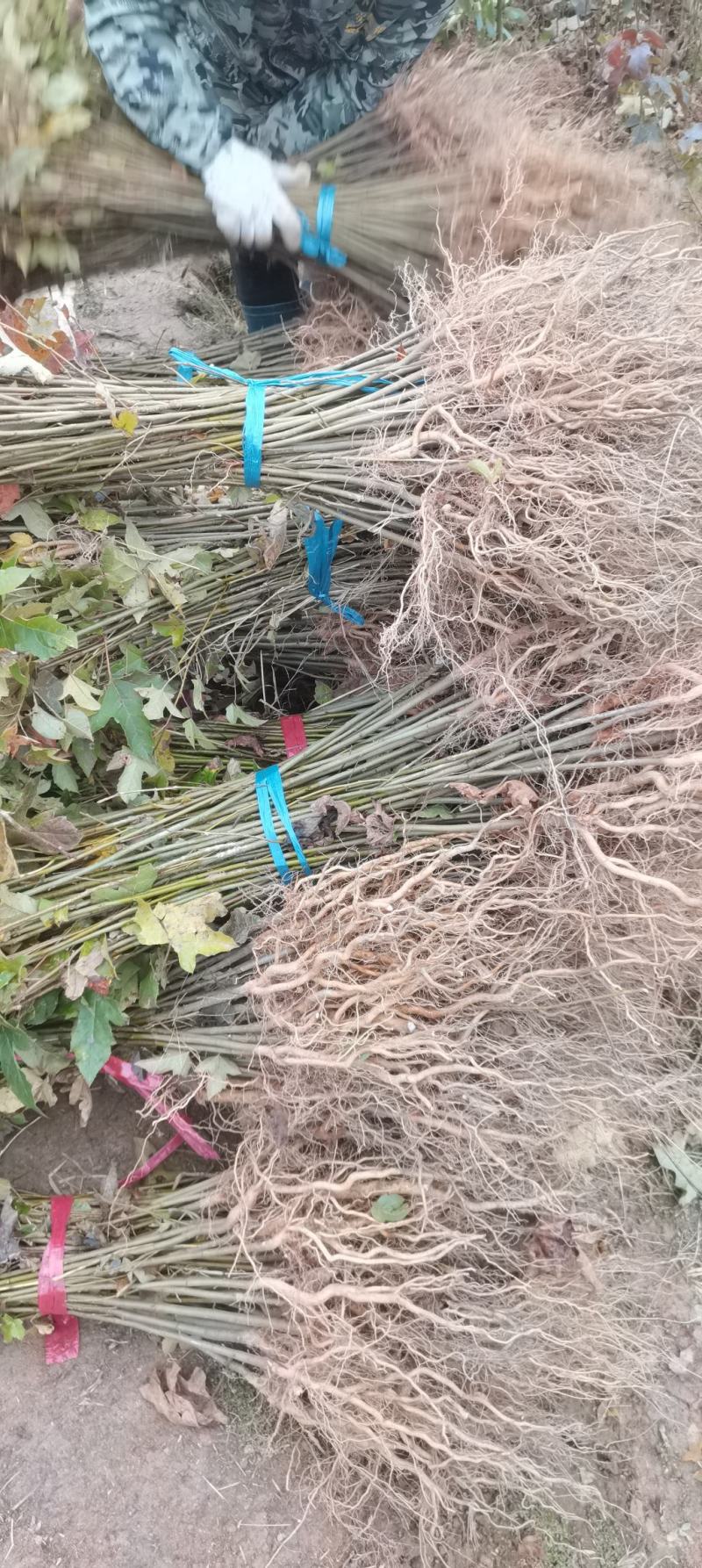 两年枫香苗供应，造林苗大量供应，品质有保障
