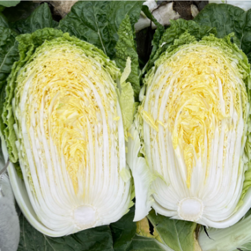 【精品】白菜净菜毛菜3-5全国供应基地直发欢迎联系