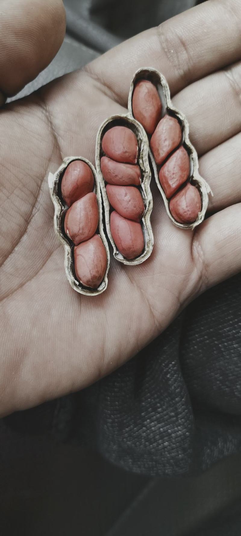 四粒红花生，带壳适合做水煮花生，炒货花生