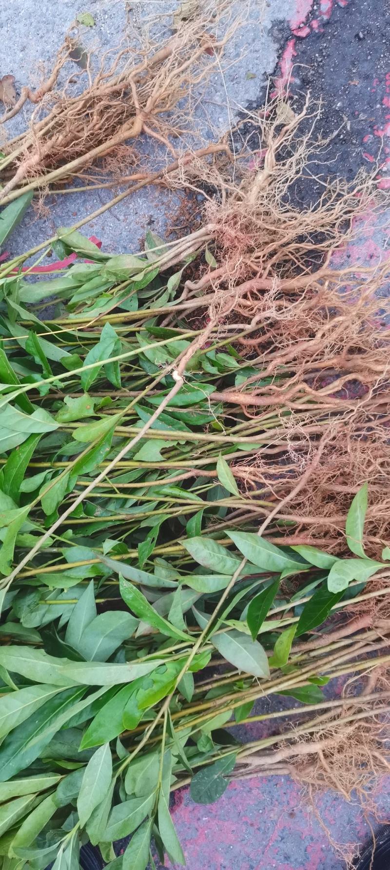 木荷苗，基地直供，防火隔离带苗木，欢迎咨询