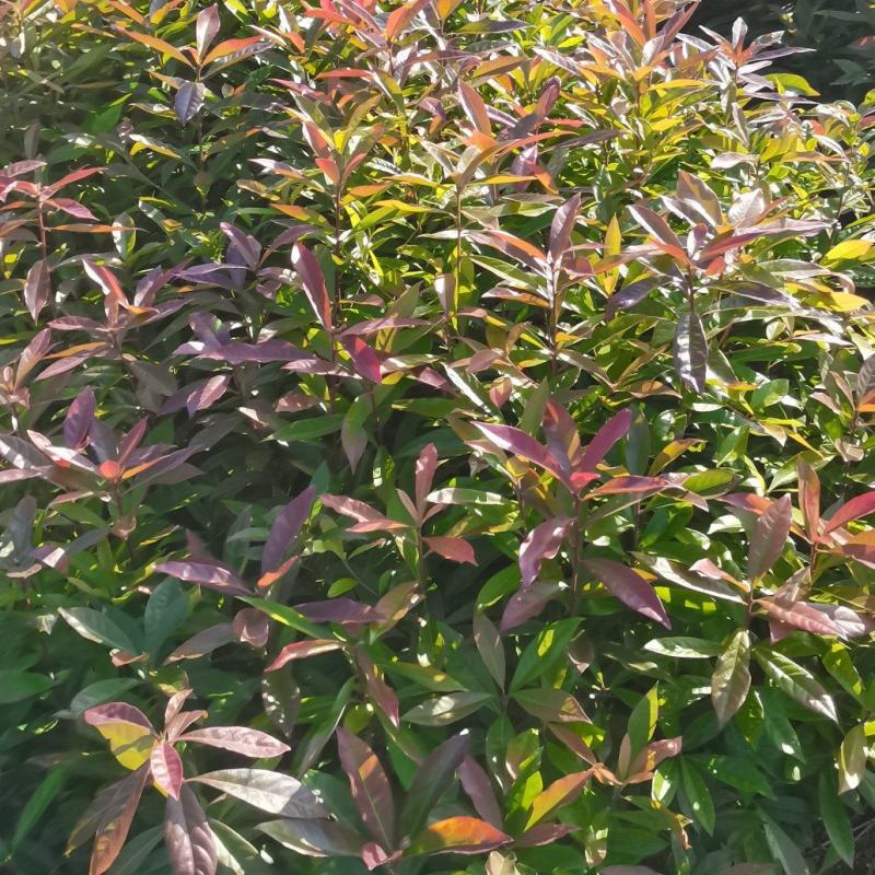 木荷苗，基地直供，防火隔离带苗木，欢迎咨询