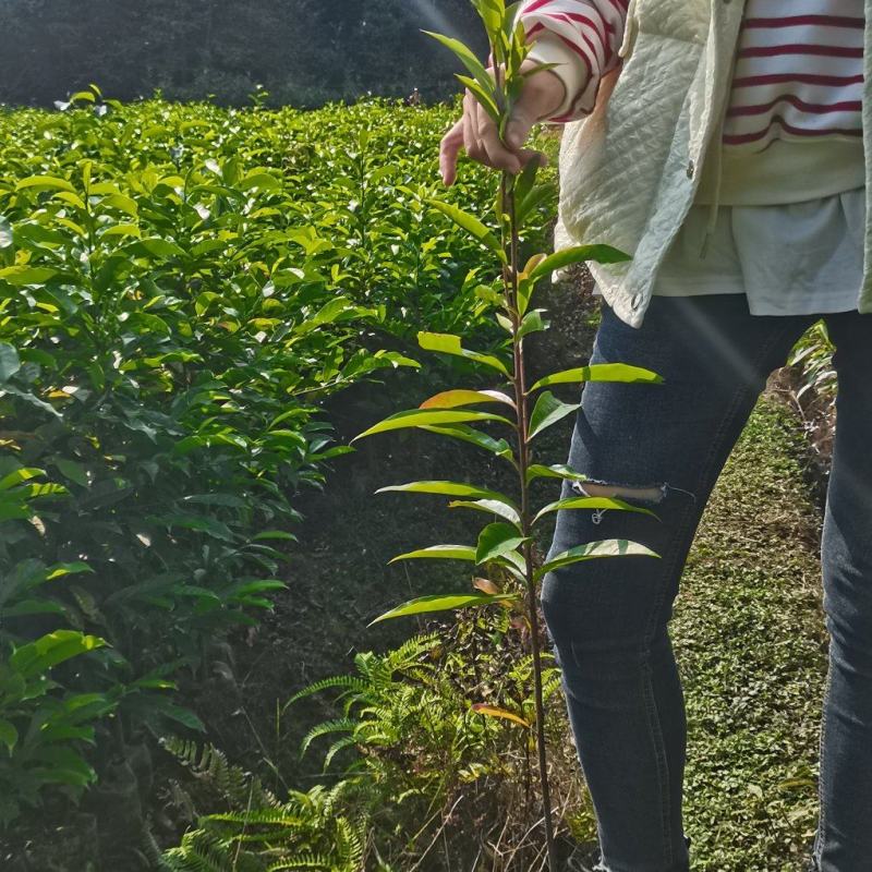 木荷苗，基地直供，防火隔离带苗木，欢迎咨询