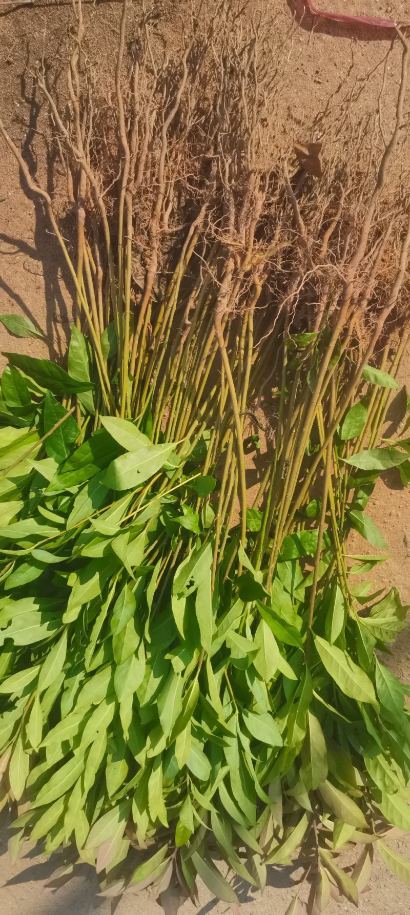 木荷苗，基地直供，防火隔离带苗木，欢迎咨询