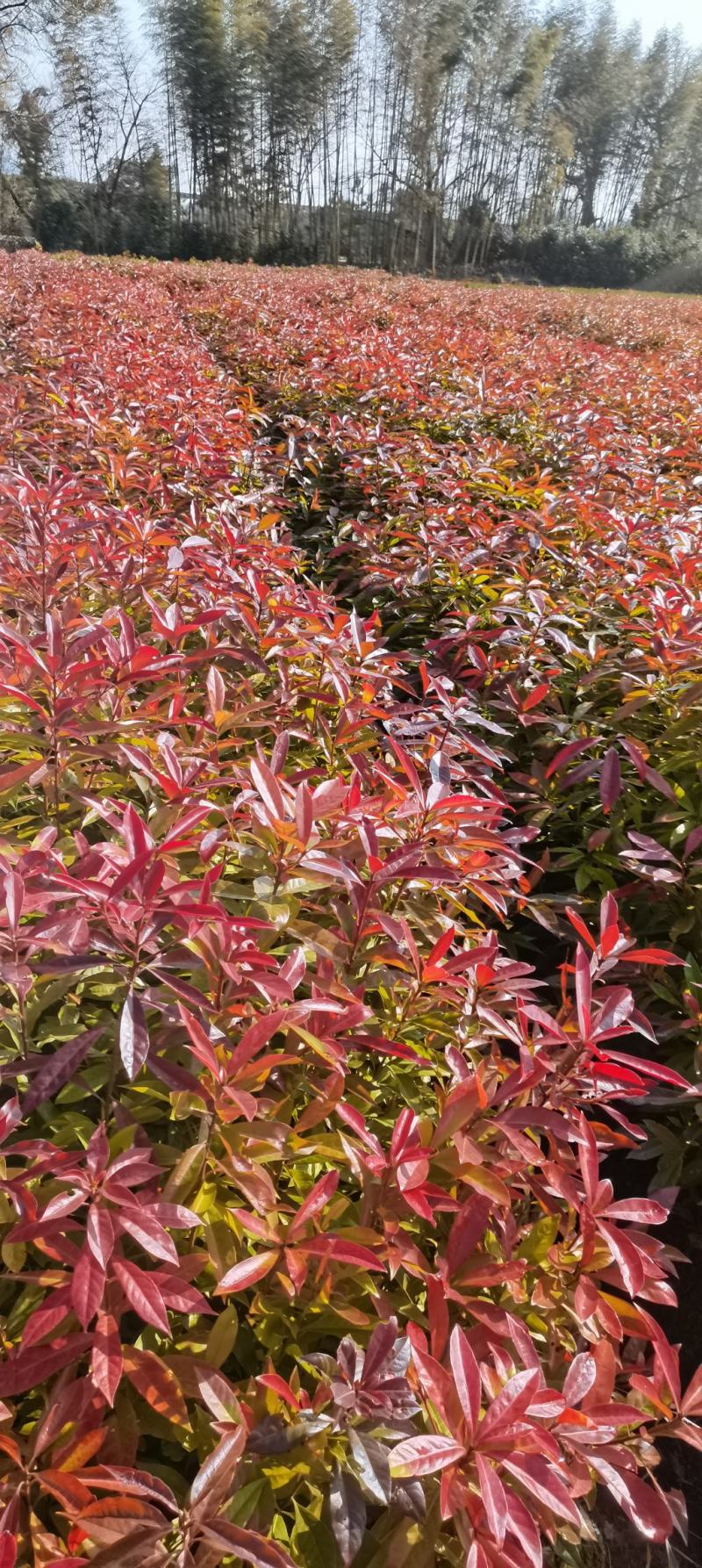 木荷苗，基地直供，防火隔离带苗木，欢迎咨询