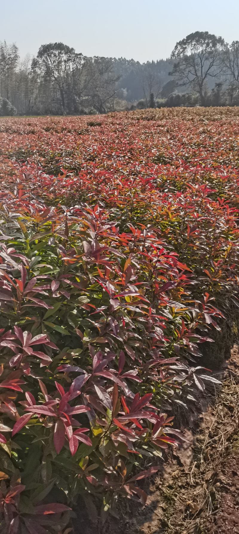 木荷苗，基地直供，防火隔离带苗木，欢迎咨询