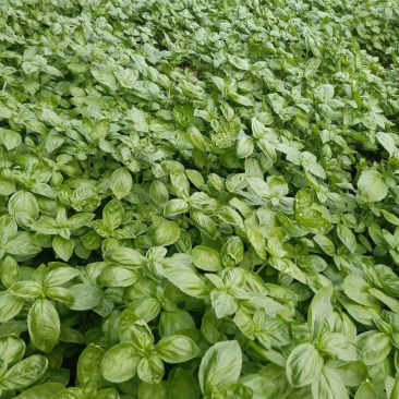 大叶甜罗勒种子春夏秋种植香味浓郁