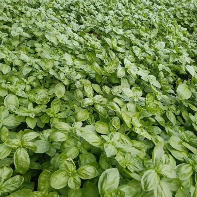 大叶甜罗勒种子春夏秋种植香味浓郁