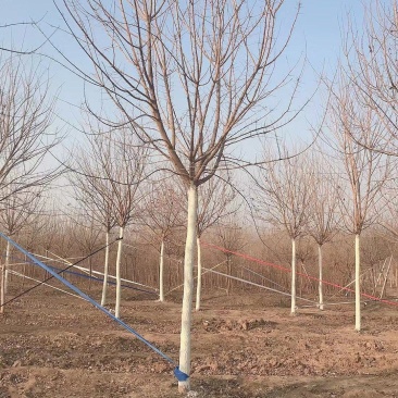 自家苗圃五角枫5-6-8-10-12-15公分100亩