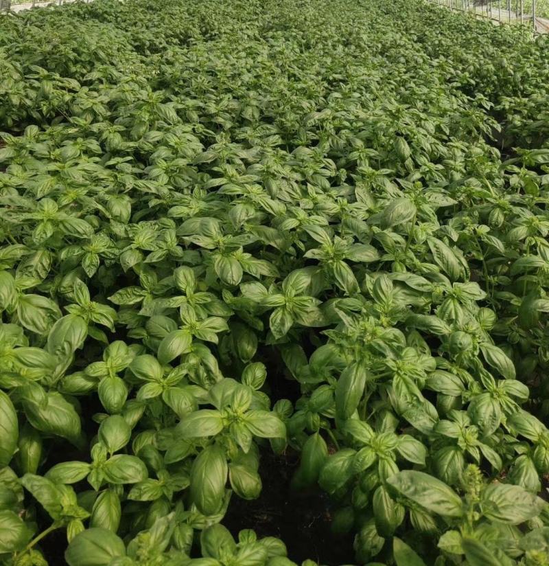 大叶甜罗勒种子春夏秋种植香味浓郁