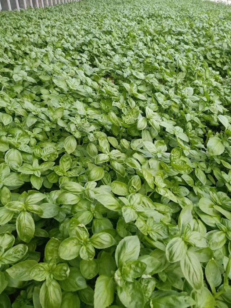 大叶甜罗勒种子春夏秋种植香味浓郁
