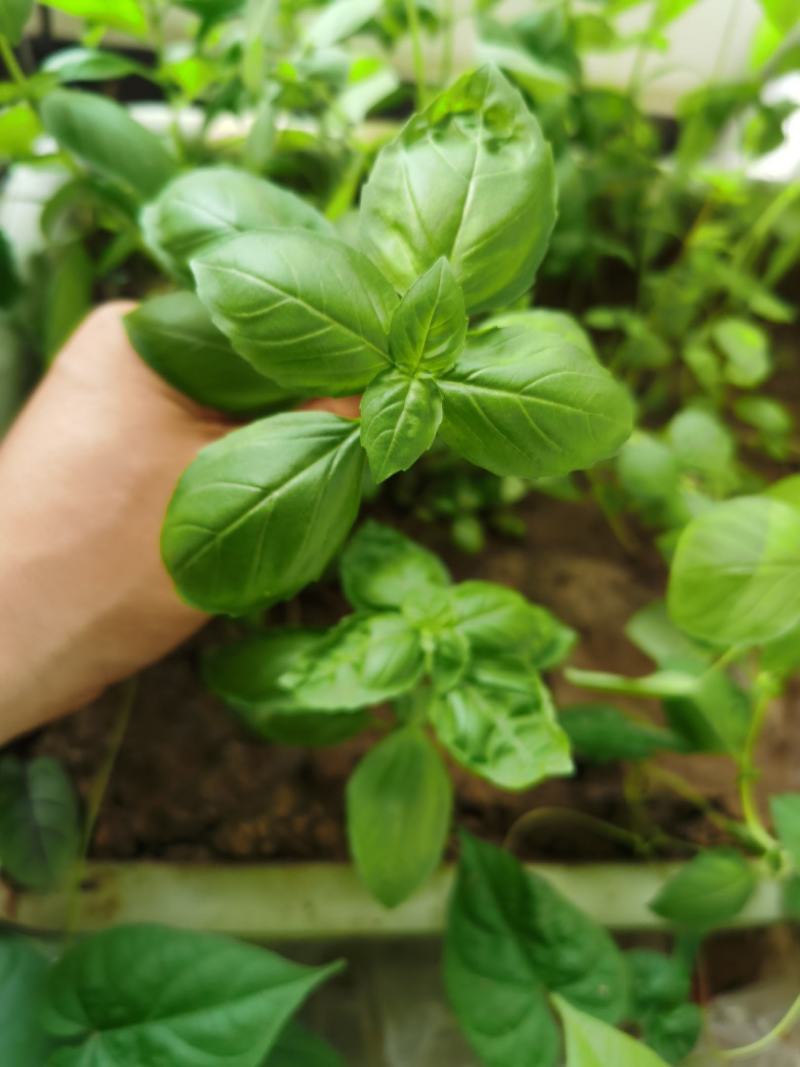 大叶甜罗勒种子春夏秋种植香味浓郁