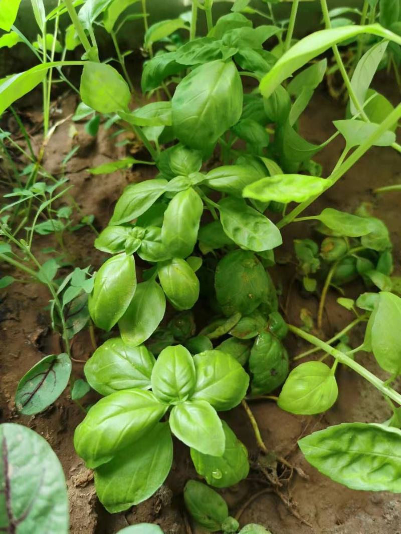 大叶甜罗勒种子春夏秋种植香味浓郁