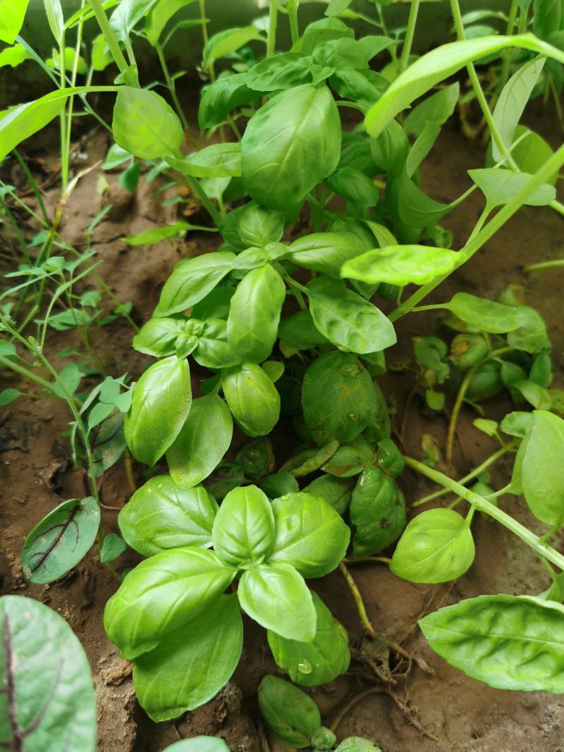 大叶甜罗勒种子春夏秋种植香味浓郁