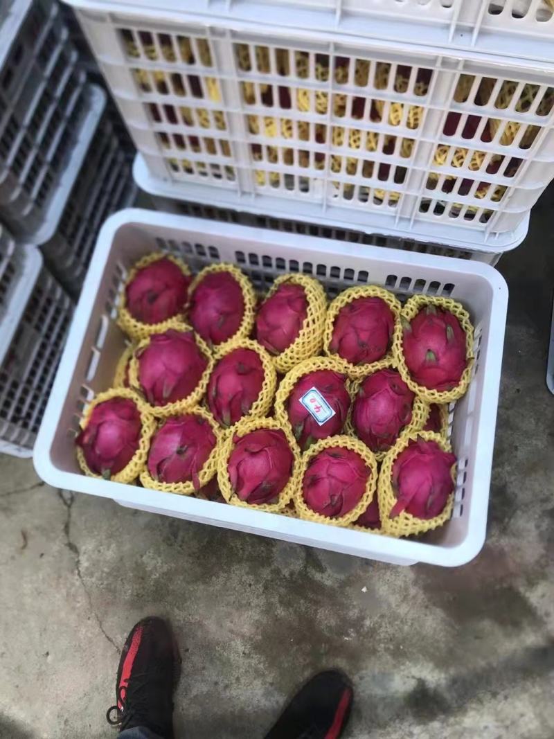 【原产地】火龙果红心火龙果基地直供无中间商欢迎选购