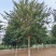 自家苗圃五角枫5-6-8-10-12-15公分100亩