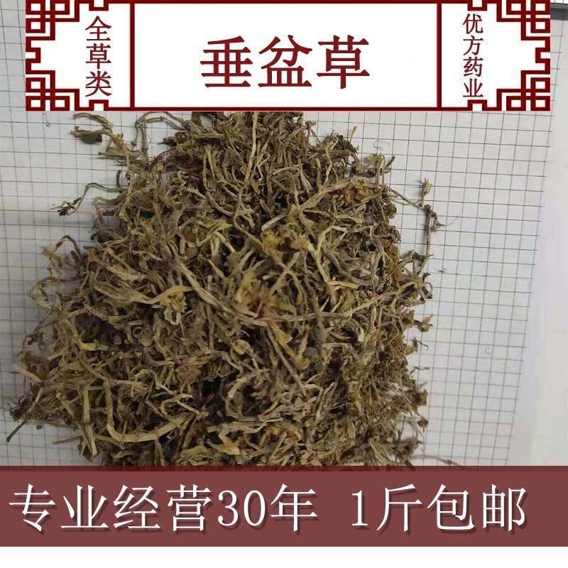 垂盆草锤盆草野生湖北质量保证欢迎下单一公斤起售