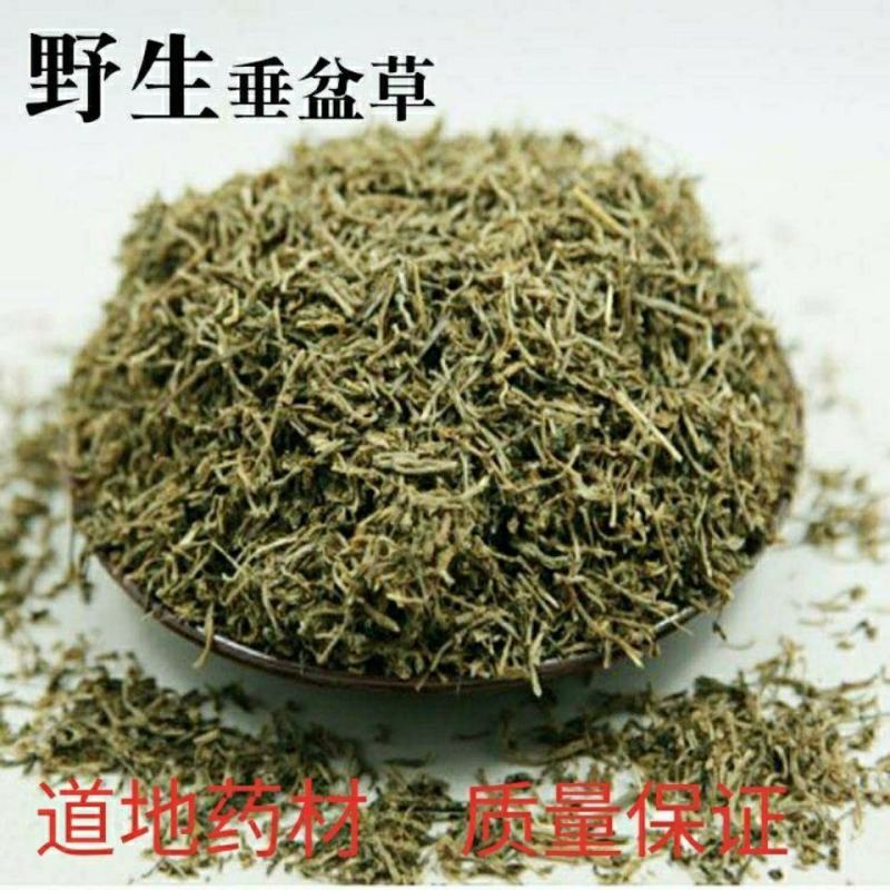 垂盆草锤盆草野生湖北质量保证欢迎下单一公斤起售