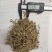 垂盆草锤盆草野生湖北质量保证欢迎下单一公斤起售