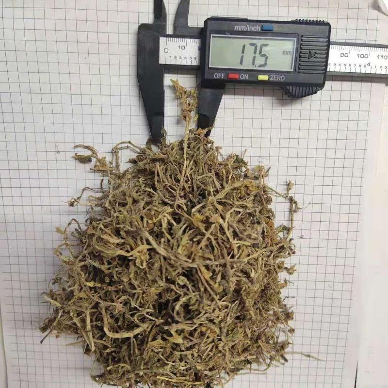 垂盆草锤盆草野生湖北质量保证欢迎下单一公斤起售