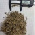 垂盆草锤盆草野生湖北质量保证欢迎下单一公斤起售