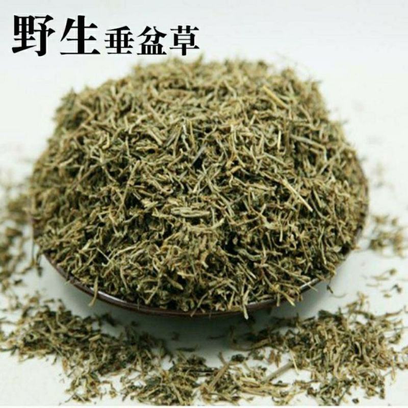 垂盆草锤盆草野生湖北质量保证欢迎下单一公斤起售