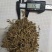 垂盆草锤盆草野生湖北质量保证欢迎下单一公斤起售