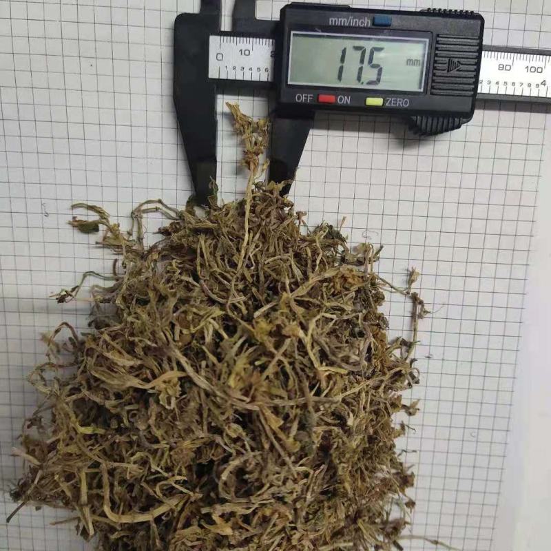 垂盆草锤盆草野生湖北质量保证欢迎下单一公斤起售