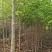 深山含笑苗，乐昌含笑杯苗，2-3公分苗圃直供，走量批发