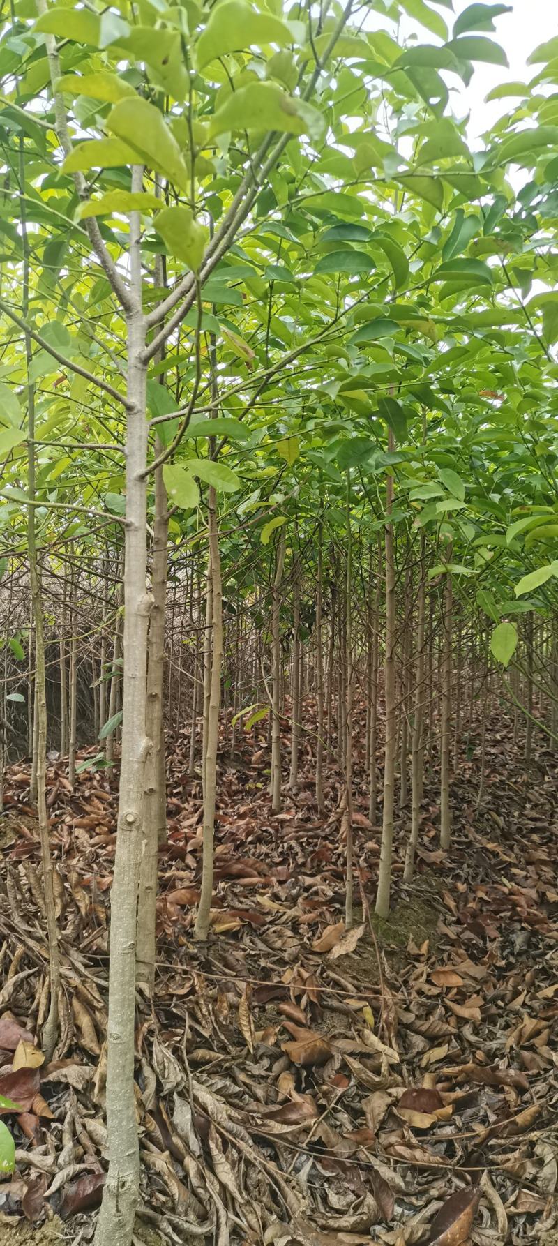 深山含笑苗，乐昌含笑杯苗，2-3公分苗圃直供，走量批发