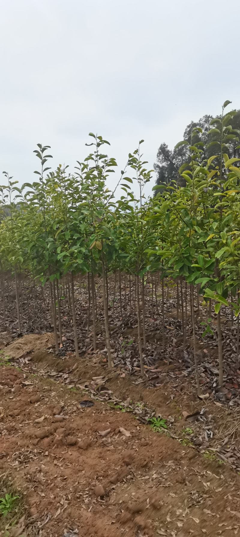 深山含笑苗，乐昌含笑杯苗，2-3公分苗圃直供，走量批发