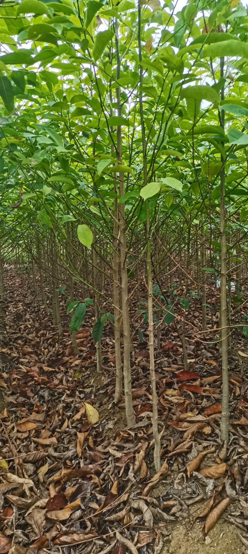 深山含笑苗，乐昌含笑杯苗，2-3公分苗圃直供，走量批发